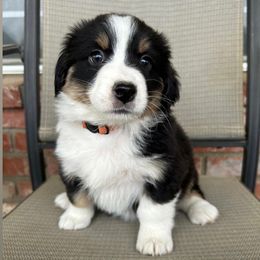 Companion Cross, Miniature Australian Shepherd, and Pembroke Welsh Corgi Puppies from JOY Farms