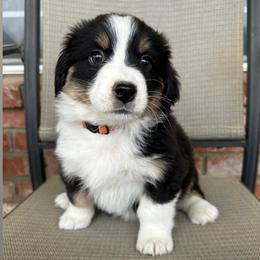 Companion Cross, Miniature Australian Shepherd, and Pembroke Welsh Corgi Puppies from JOY Farms