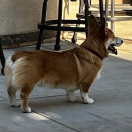 Pembroke Welsh Corgis from Kings Corgis