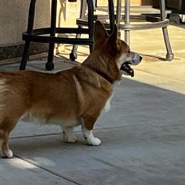 Pembroke Welsh Corgis from Kings Corgis