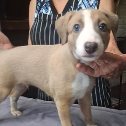 LIAM - Fawn male Whippet puppy in Ocala, Florida from Sandstorm Whippets