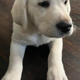 Labrador Retrievers from M&M Chocolate Labs