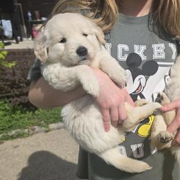Baby boy blue - Light golden male Golden Retriever puppy in Clarksville, Tennessee from 255 Goldens
