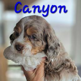 Canyon - Merle male Cockapoo puppy in Flippin, Arkansas from Dare to Doodle