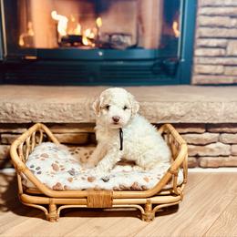 Paul McCartney - Parti male Poodle puppy in Dunn, North Carolina from Sandy Creek Kennels