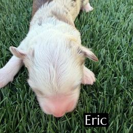 Eric - Brown merle male Aussiedoodle puppy in Bakersfield, California from Annie's Aussies