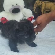 Shichon Puppies from Reynolds family