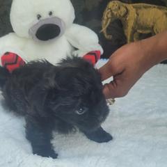 Shichon Puppies from Reynolds family