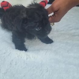 Shichon Puppies from Reynolds family