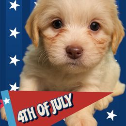 Donald AKC registered - White male Havanese puppy in Cochran, Georgia from Dean Supreme