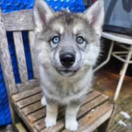 4 Piper - Agouti and white female Siberian Husky puppy in Dane, Wisconsin from Sunny Hurricane Siberians