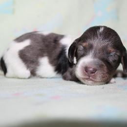 Boy 4 - Blue and tan male Dachshund puppy in Craig, Colorado from Rocky Mountain Shih Tzus and Dry Creek Miniature Dachshunds