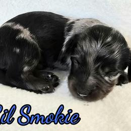 Lil Smokie - Blue merle male Australian Shepherd puppy in Albion, Michigan from Northern Lights Aussies (NL Aussies)
