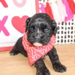 Bentley - Black male Cockapoo puppy in Rattan, Oklahoma from Double M Cocker Spaniels