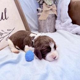 Blue  boy - Liver white and tan male English Springer Spaniel puppy in Cleburne, Texas from Powers English Springer Spaniels