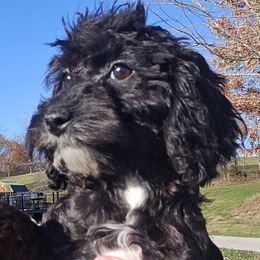 Sly - Black male Maltipoo puppy in Lebanon, Kentucky from Mosaic Merle Doodles