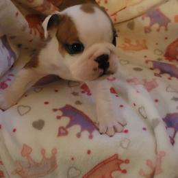 Birdie - Red brindle and white female Bulldog puppy in Missoula, Montana from Dazzle's Bulldogs