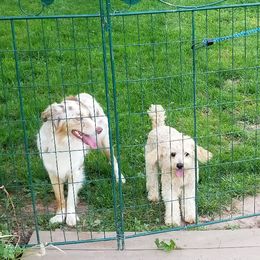 Aussiedoodles from Fostersfollies