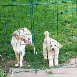 Aussiedoodles from Fostersfollies