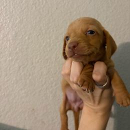 Caroline - Red female Dachshund puppy in Conroe, Texas from Dots Dachshunds
