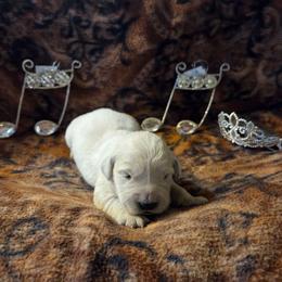 Willow Girl 1 - Light golden female Golden Retriever puppy in Niles, Michigan from Composer Goldens