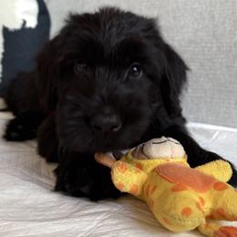 Girl 4 - Black female Giant Schnauzer puppy in Wildomar, California from My Angel Schnauzers
