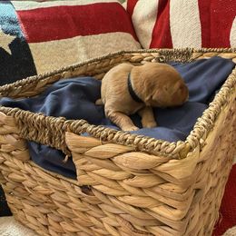 Hamilton (Black) - Golden male Golden Retriever puppy in Sandy, Oregon from Treasured K-9s
