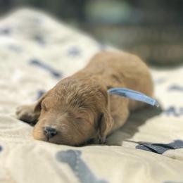 Arwen - Red  female Goldendoodle puppy in Pittsburg, Texas from Grace Springs Goldendoodles
