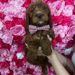 Red collar - Red  male Goldendoodle puppy in Bakersfield, California from Cisneros Goldendoodles