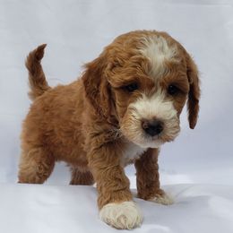 Buttons - Chocolate male Goldendoodle puppy in Phoenix, Arizona from Kerri's Goldendoodles