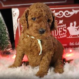 Poodle puppies from Red Barn Moyen Poodles