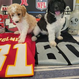 Labradoodle Puppies from Pawpaws Doodles