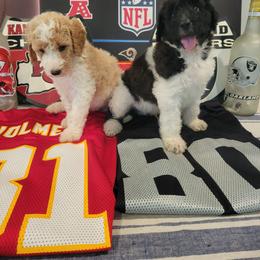 Labradoodle Puppies from Pawpaws Doodles