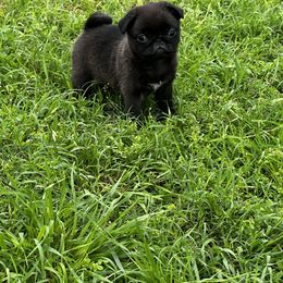 Pug Puppies from Harmony Pugs