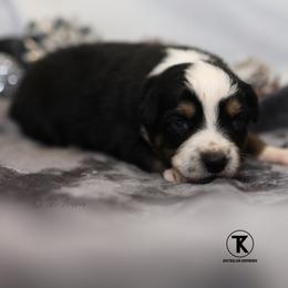 Winnie- BTF - Black tri-color female Australian Shepherd puppy in Nacogdoches, Texas from TK Standard, Mini, & Toy Aussies
