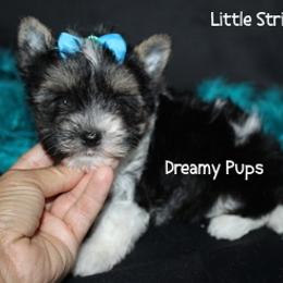 AKC Striker - Black tan and white male Biewer Terrier puppy in Kennesaw, Georgia from Dreamy Pups
