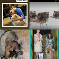 Chow Chow Puppies from DesertMoon Chows