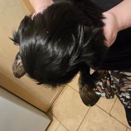 Boy 2 - Black and white male Shih Tzu puppy in Norris City, Illinois from Dainty and Darling Shih Tzu