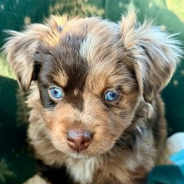 Boo - Red merle female Miniature Australian Shepherd puppy in Buchanan, Georgia from Stanleyville Farm Mini Aussies