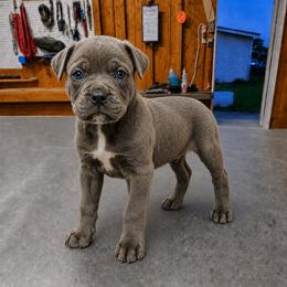 Grey - Gray brindle female Cane Corso puppy in Haslet, Texas from Trained To Go Corso Kennels (T.T.G. Corso Kennels)