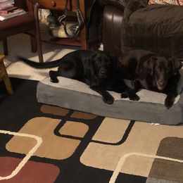 Labrador Retriever All Grown Up from Tom Kuball's Labrador Retrievers