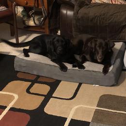 Labrador Retriever All Grown Up from Tom Kuball's Labrador Retrievers