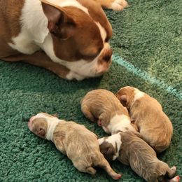 Boston Terriers from Lance Boston Terriers