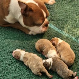 Boston Terriers from Lance Boston Terriers