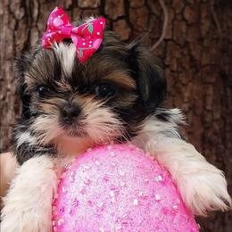 Stella - Tricolor female Shih Tzu puppy in Arcadia, Florida from Kitsune Cuddles and kisses