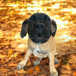 Bullmastiff Puppies from Ambrosia Mastiffs