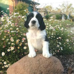 Bellini - English Springer Spaniel puppy in California from Alerion English Springer Spaniels