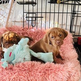 Vizsla Puppies from Royal Vizslas