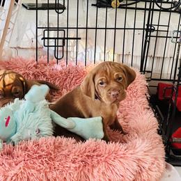 Vizsla Puppies from Royal Vizslas