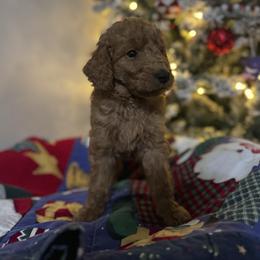 Green - Apricot male Goldendoodle puppy in Sanford, Florida from Florida Coast Golden Doodles